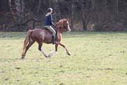 olivin