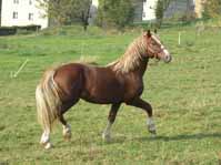 olivin